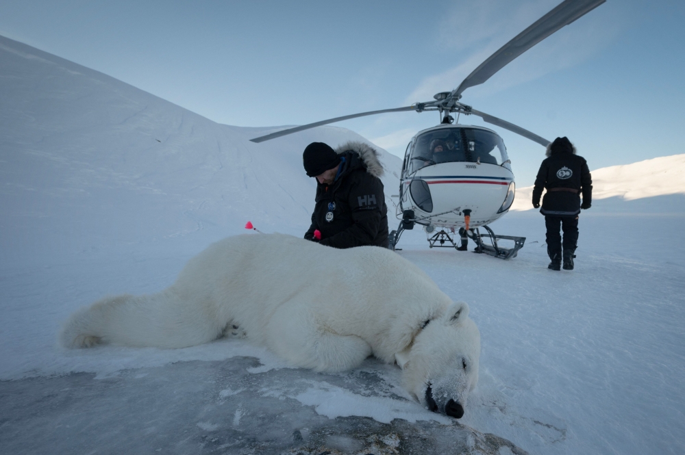 Norwegian veterinarian Rolf Arne Olberg checks if a polar bear is properly sedated in eastern Spitzbergen, in the Svalbard archipelago, on April 10, 2025. The Norwegian Polar Institute, an Arctic research organisation, organised a five-week expedition aboard the high-tech research vessel and icebreaker Kronprins Haakon to collect adipose tissue biopsies and blood samples from polar bears in order to study the impact of pollutants on their health. — AFP pic