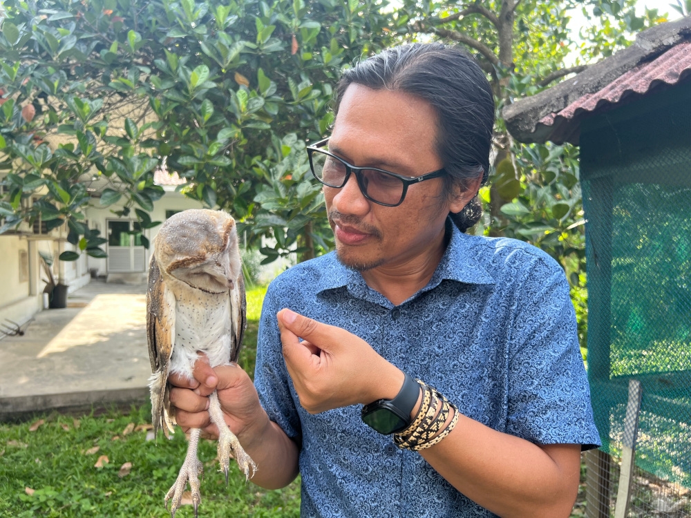 Associate Professor Hasber Salim from the Barn Owl and Rodent Research Group (Borg) of Universiti Sains Malaysia (USM), with one of the young owls at the university's aviary in George Town, Penang, recently. — Picture by Opalyn Mok