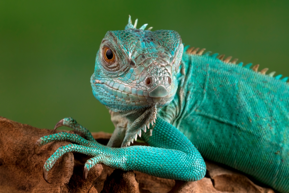 Photo is for illustration purposes only. A blue iguana, one of the protected exotic species seized during a smuggling attempt at KLIA on Wednesday. — Freepik pic