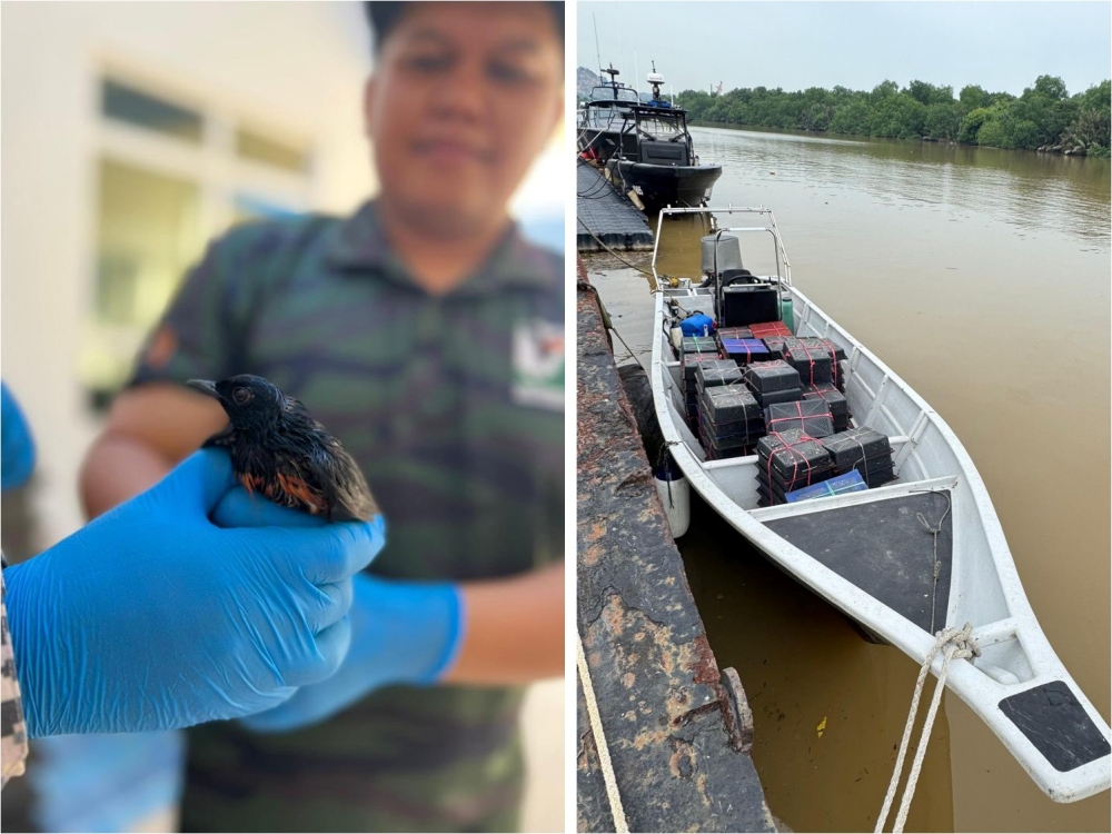 Batu Pahat Maritime Zone director Maritime Commander Mohammad Zaini Zainal said the birds, estimated to be worth RM100,000, were found on a fibre boat intercepted by a patrol vessel at about 1am. — Picture via Facebook/Agensi Penguatkuasaan Maritim Malaysia