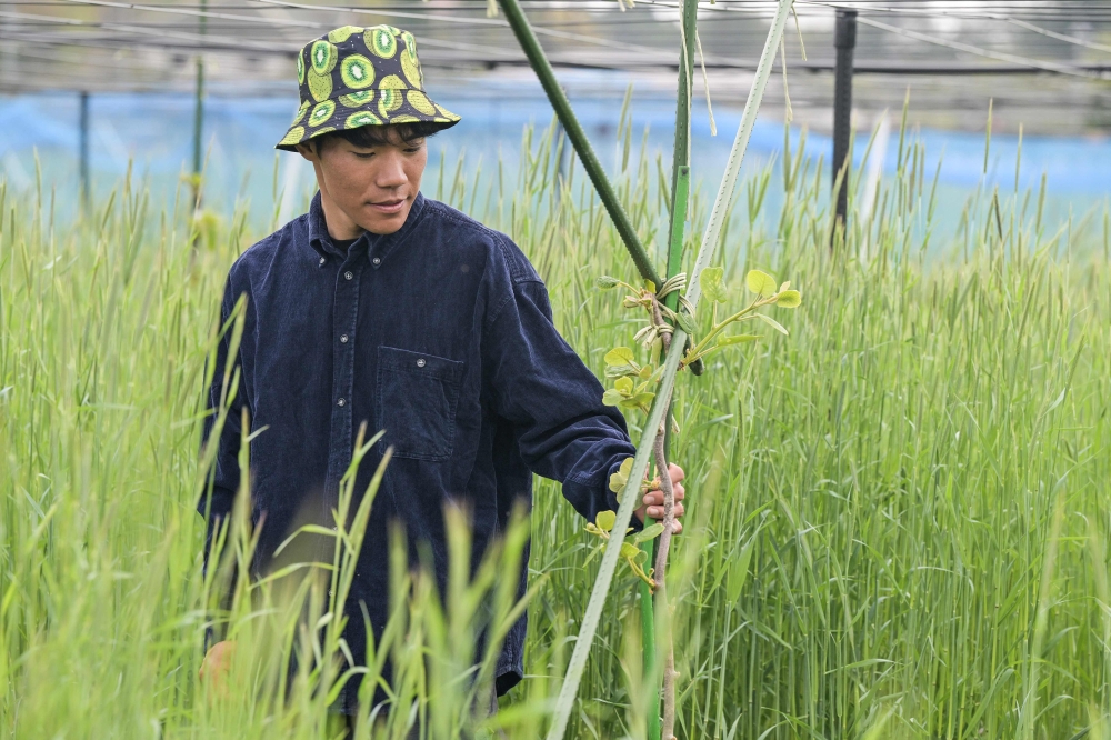 Takuya Haraguchi tends to his kiwi saplings under the spring sunshine, reviving a former no-go zone in Fukushima. — AFP pic