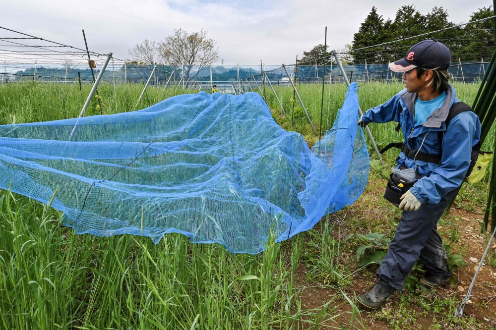 The region of Fukushima is renowned for its delicious fruit, from pears to peaches, but the nuclear disaster led many people in Japan to shun produce grown there. — AFP pic