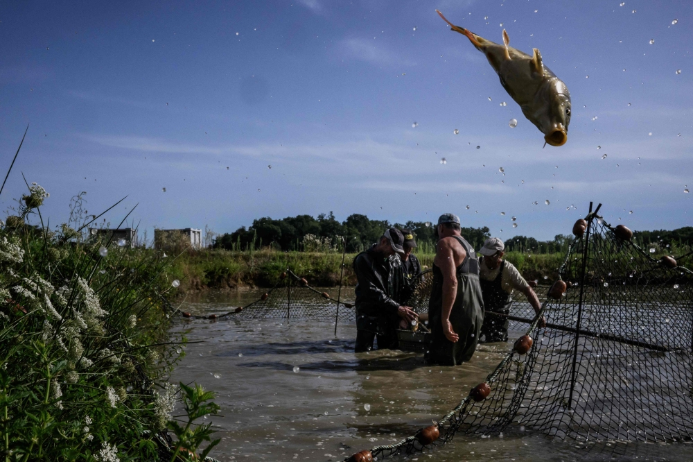 Fish farmers take part in trap fishing in a pond in the Dombes plateau, Saint Germain sur Renom in France. — AFP pic