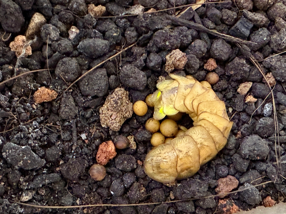 A female firefly larva in a laboratory, captured by research assistant and environmental science postgraduate student at Monash University Malaysia, Tan Wei Jack, from Bukit Kiara Federal Park. — Bernama pic