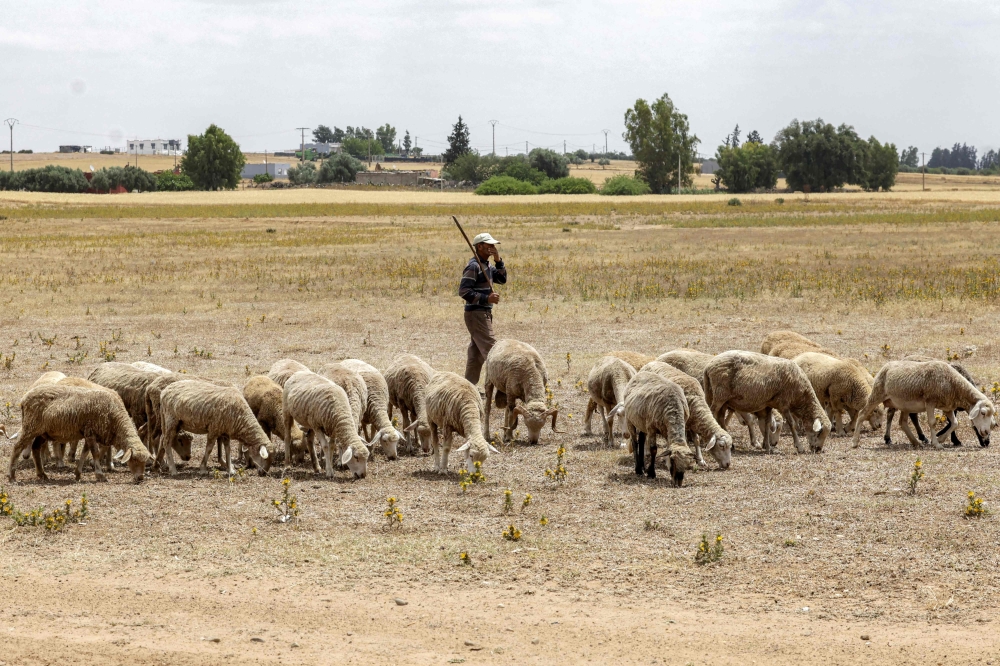 A shepherd tends his flock of sheep that was being prepared for Eid al-Adha, the Muslim feast of sacrifice, in Khemisset in the Rabat region, about 100 kilometres east of the Moroccan capital, on June 3, 2025. — AFP pic