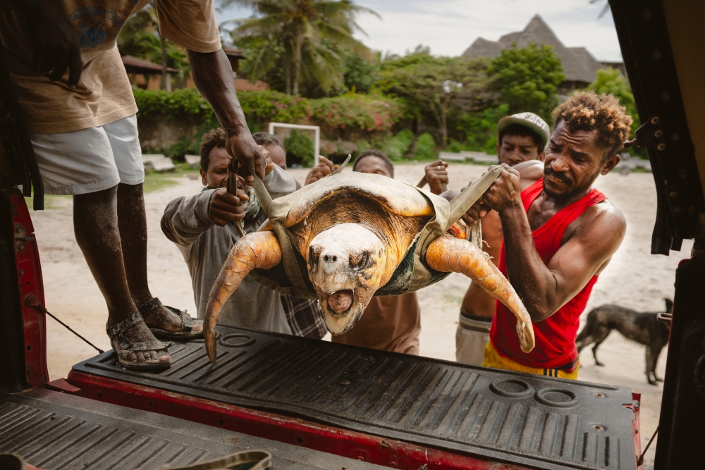On the beach of the seaside town of Watamu, it takes four men to heave the huge Loggerhead sea turtle into the back of a car. — AFP pic
