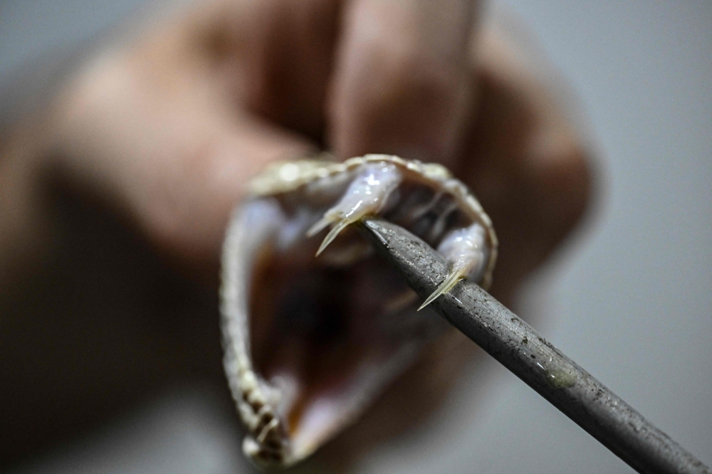 From 2000 to 2018, Tim Friede allowed himself to be bitten by snakes more than 200 times and also injected himself with their venom over 650 times, in an attempt to achieve total immunity to venom, a practice called mithridatism. — AFP pic