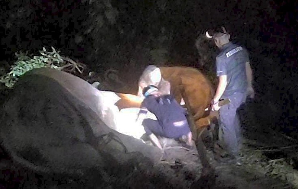 The Terengganu Wildlife and National Parks Department (Perhilitan) rescued a wild elephant calf caught in a rope snare at an oil palm plantation near Felda Neram II, Kemaman last Thursday. — Picture courtesy of Perhilitan