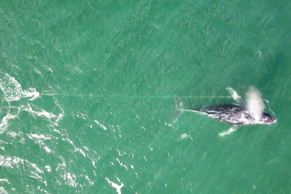 This handout frame grab taken from video footage provided by whale rescue group Organisation for the Rescue and Research of Cetaceans in Australia (ORRCA) shows a distressed humpback whale tangled in a rope swimming south of Sydney Harbour June 9, 2025. — AFP pic