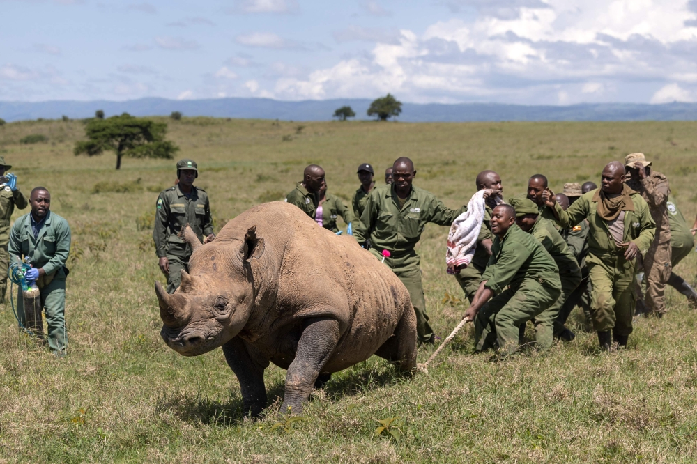 Kenya Wildlife Service veterinarians and rangers rush to restrain and aid a sedated female black Rhinoceros that has been selected for translocation to the Segera Rhino Sanctuary from the Lake Nakuru National Park. — AFP pic