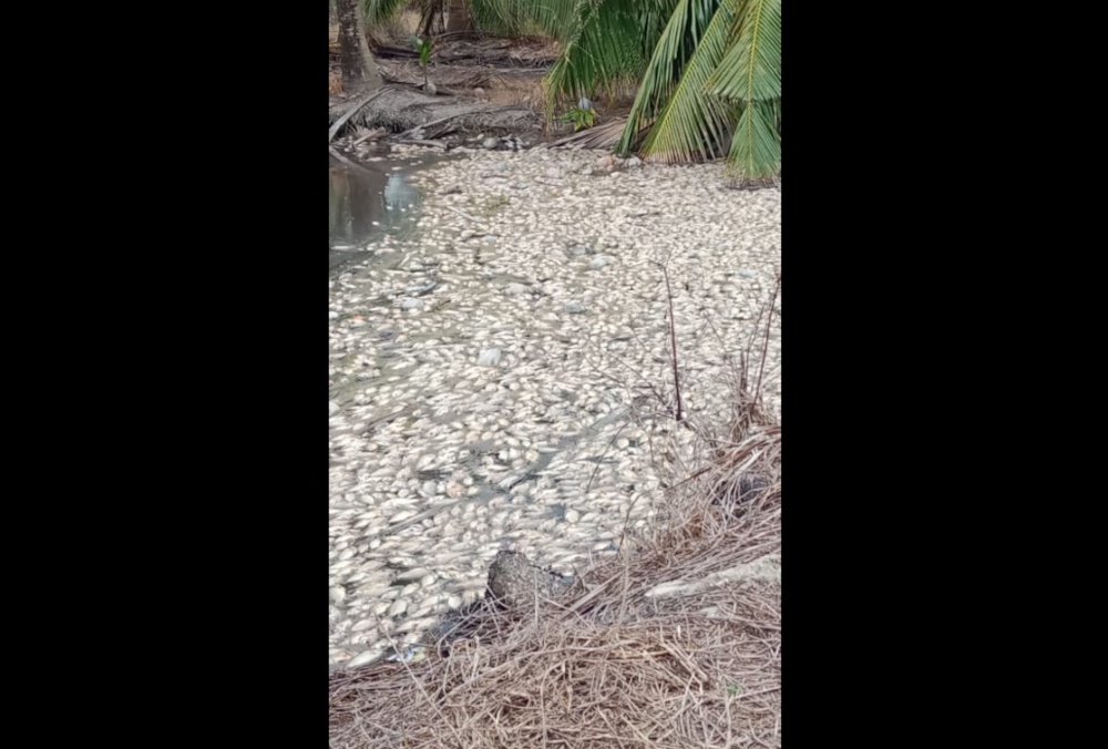 The Teluk Intan branch of the DOE is investigating the death of thousands of fish in Kampung Sungai Payung and Kampung Sungai Tiang Baroh in Bagan Datuk since June 9, 2025. — Picture from Facebook/Muhammad Habibi Ambiah