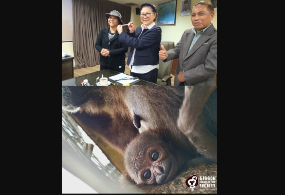 Sabah Minister of Tourism, Culture and Environment Datuk Seri Christina Liew (centre), flanked by Sabah Wildlife Department director Mohd Soffian Abu Bakar (left) and Mariani Ramli, founder and president of Gibbon Conservation Society, naming the baby gibbon (inset) ‘Nabalu’ after picking the name by drawing names at the ministry’s conference room. — The Borneo Post pic 