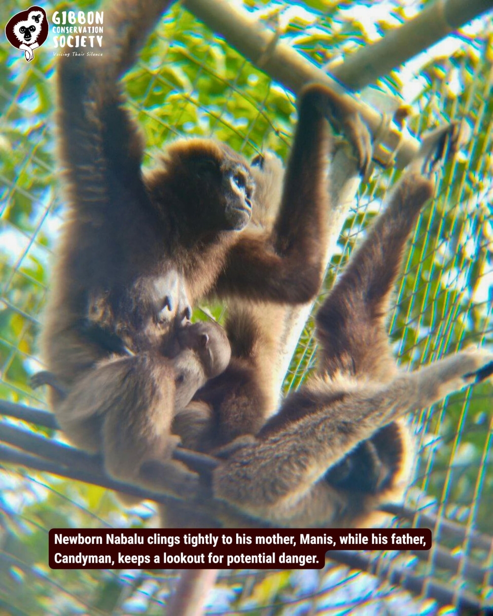 Newborn Nabalu clings tightly to his mother, Manis, while his father, Candyman, keeps a lookout for potential danger — GCS handout pic via The Borneo Post pic 