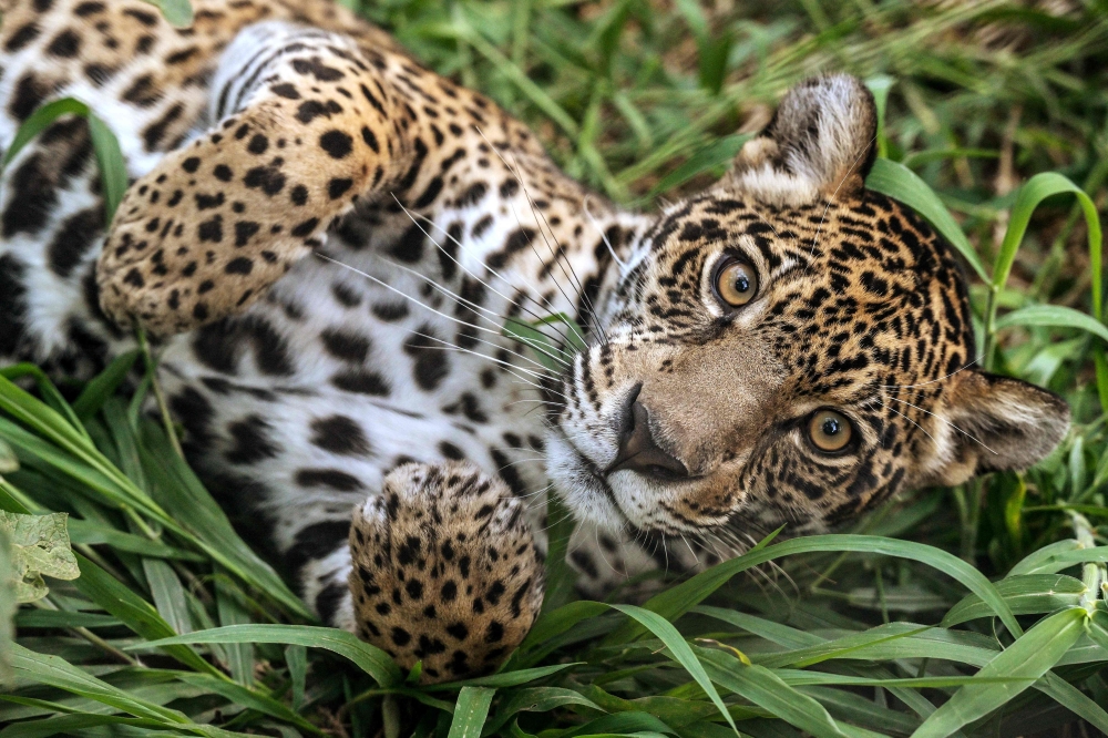 A jaguar (Panthera onca) rests on the grass at the Mata Ciliar association, an organisation for the conservation of biodiversity, in Jundiai, Sao Paulo state, Brazil, May 29, 2025. — AFP pic
