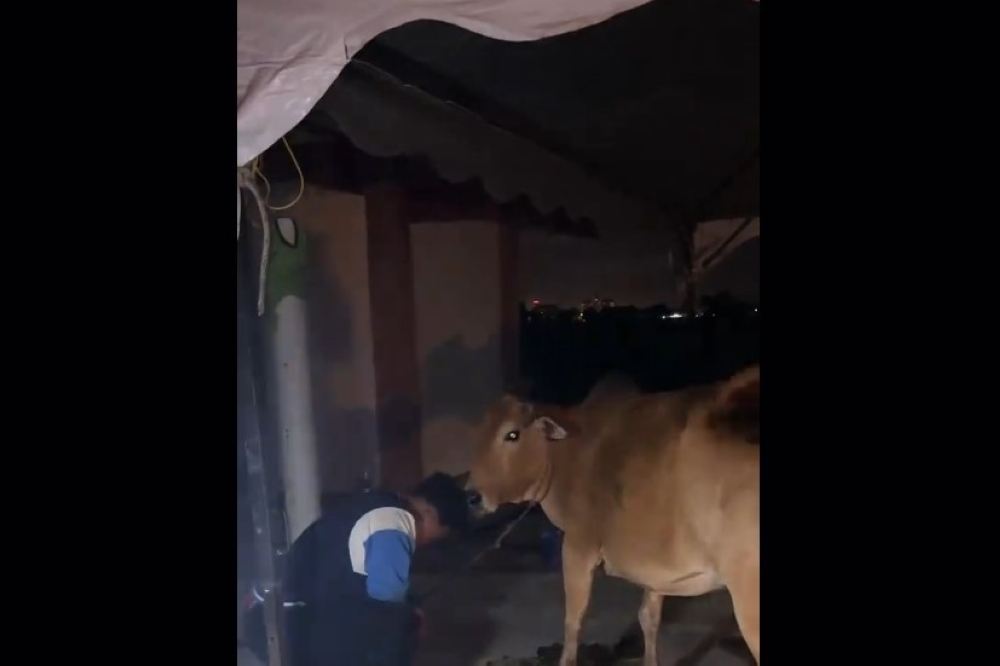 Runaway cows spark viral TikTok video — stir up plenty of laughs and farm tales