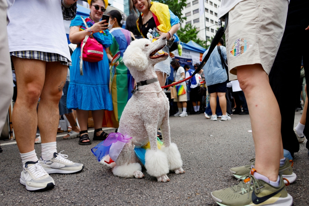 A dog wears a rainbow skirt at the Seoul Queer Culture Festival. — Reuters pic