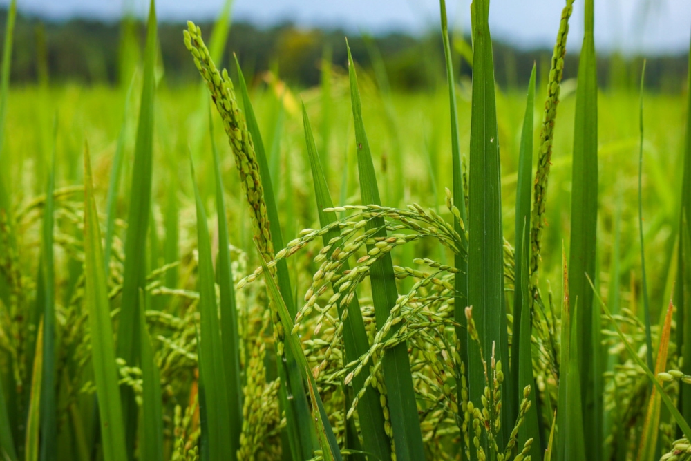 Agriculture and Food Security Minister Datuk Seri Mohamad Sabu says paddy planting adjustments may be necessary if the current heatwave prolongs. — Unsplash pic