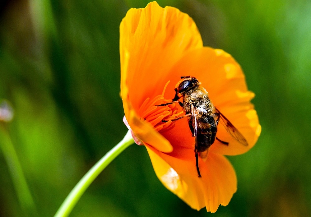 In this file photo taken on June 8, 2018 a bee gathers pollen near Godewaersvelde France. Runny nose, itching eyes, worsening asthma symptoms — the effects of hay fever are nothing to sneeze at, experts say, warning of an ‘explosion’ of allergies as climate change lengthens and intensifies pollen seasons. — AFP pic