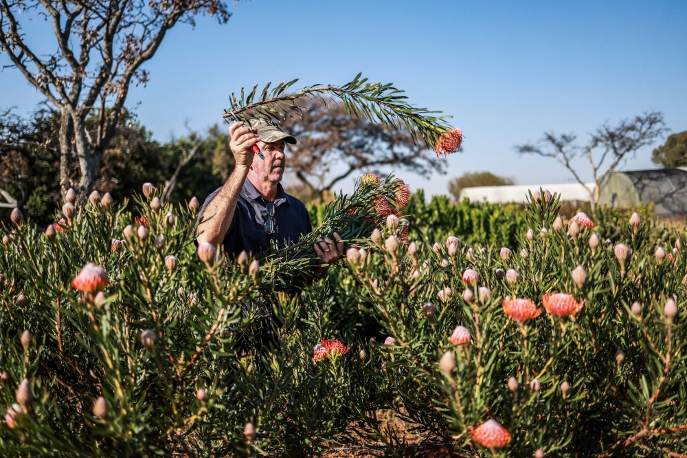 Protea flower grower Nico Thuynsma collects one of the Protea flower species growing at his fam in Cullinan, east of Pretoria June 3, 2025. — AFP pic