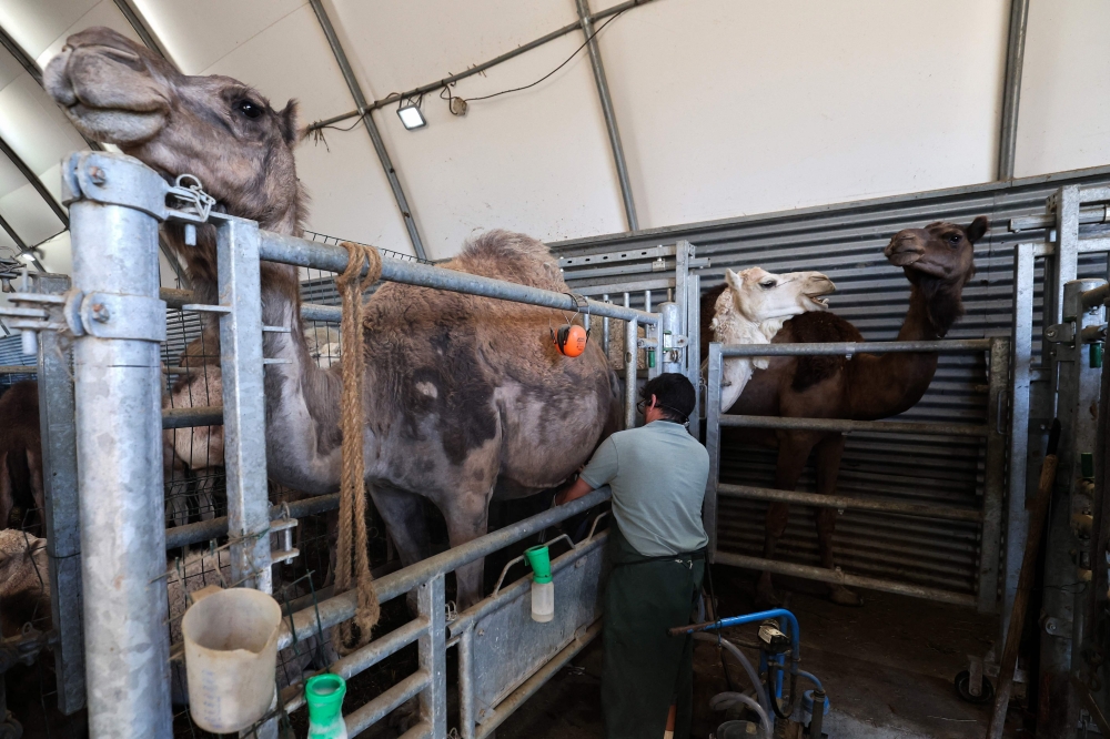 Julien Job, owner of ‘La Camelerie’ a farm of camels, milks a camel in Feignies, northern France, on June 16, 2025. Job, 43-year-old atypical breeder, has launched a camel breeding business, selling camel milk and cheese — a unique approach in France, but not so incongruous given the growing demand for camel milk and the camel’s ecological advantages. — AFP pic