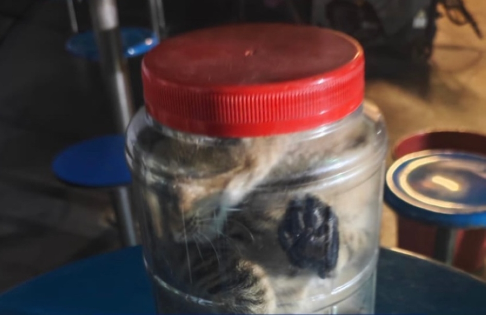 SPCA Singapore shared this photo — said to show the kitten — on its official Facebook page on Monday. — Picture via Facebook/SPCA Singapore