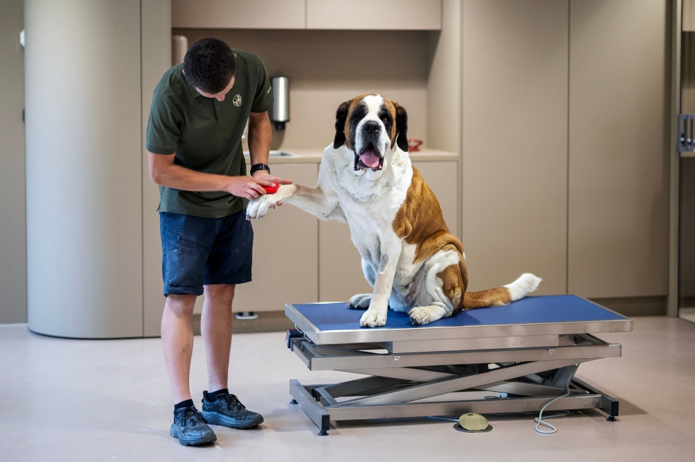 A St. Bernard dog receives care during a press visit ahead of the inauguration of the Barryland museum and park in Martigny, in the Swiss Alps, June 26, 2025. The Barry Foundation is opening a unique venue dedicated to the rescue dog, Switzerland’s national emblem. — AFP pic