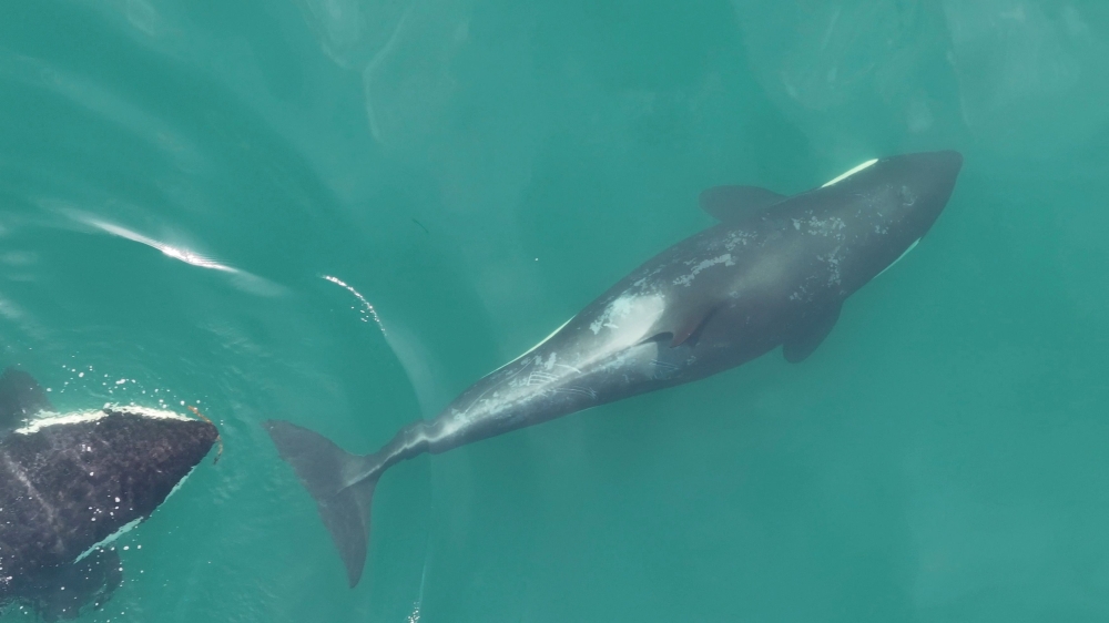 A pair of killer whales swim, one of which has kelp in its mouth, as researchers document a behaviour called ‘allokelping’ in which one killer whale uses kelp to massage the back of another killer whale, in this handout photograph taken near Admiralty Inlet, Washington April 10, 2024. — Centre for Whale Research, NMFS NOAA Permit 27038 handout pic via Reuters