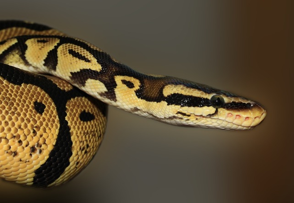 The live snakes included reptiles often sold in the pet trade, and were largely non-venomous, or with venom too weak to affect people. They included garter snakes, a rhino rat snake and a Kenyan sand boa, among others. — Pixabay pic
