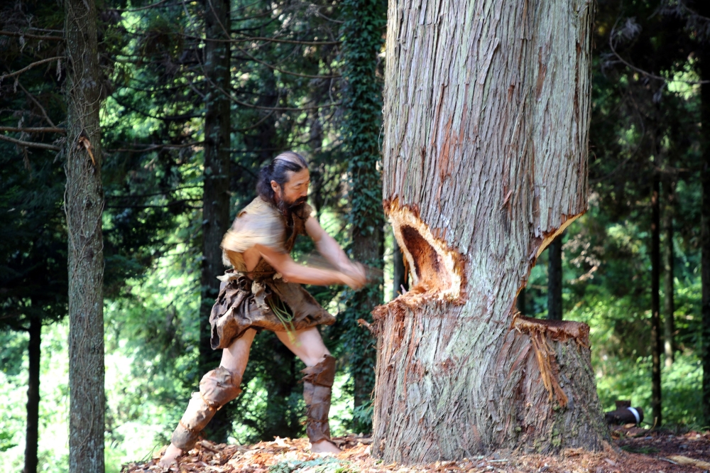 Researcher Kunihiro Amemiya uses a period-accurate axe to chop down a Japanese cedar tree in Noto Peninsula, Japan, to make a dugout canoe for a crossing across a region of the East China Sea from Taiwan to Yonaguni Island, in this handout image released on June 25, 2025. — Yousuke Kaifu handout pic via Reuters
