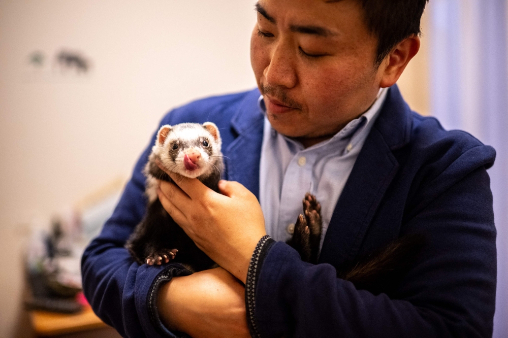 This picture taken on May 16, 2025 shows Tomoya Asanuma, who endured almost four months of detention for charges including assault that he was ultimately acquitted of in January, playing with his pet ferret at his apartment during an interview with AFP in Tokyo. — AFP pic