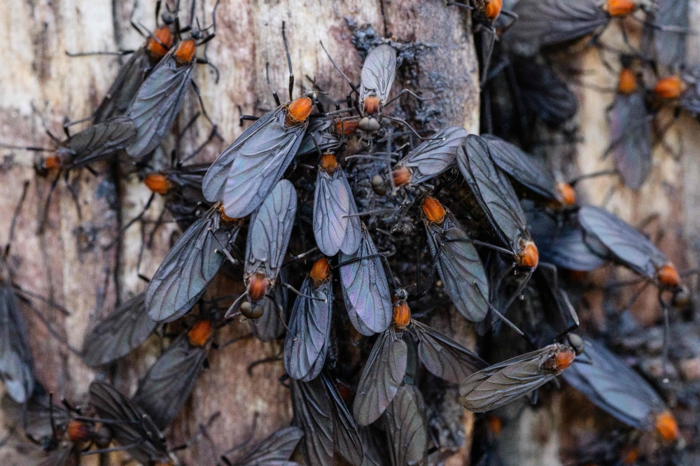 Lovebugs crawl over a wooden post on the peak of Gyeyangsan Mountain in Incheon, west of Seoul July 3, 2025. — AFP pic