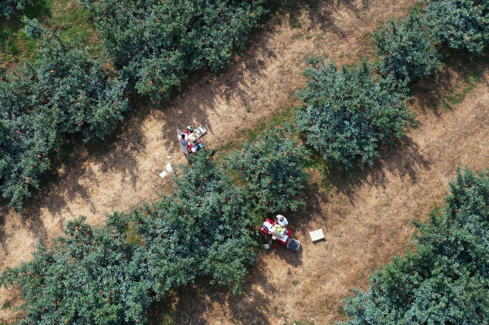 An aerial view of participants of a “hands-on livestreaming bootcamp” for farmers conducting a sales presentation at an apple orchard in Penglai, Yantai city, China’s eastern Shandong province June 26, 2025. — AFP pic