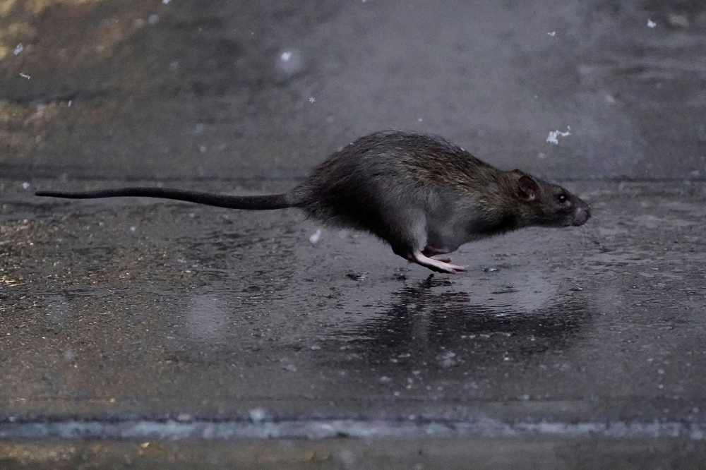 A rat runs across a sidewalk in the snow in the Manhattan borough of New York City, New York, US, December 2, 2019. — Reuters pic