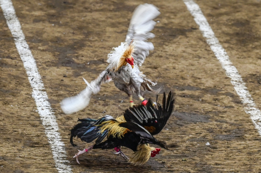 In this photo taken on August 26, 2022, roosters fight during a cockfighting match at the San Pedro Coliseum in Laguna province. — AFP pic