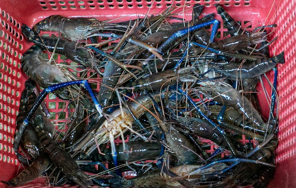Customers who have bought the waterfall-bred freshwater prawns attest that they are sweeter and free from muddy smells. — Bernama pic