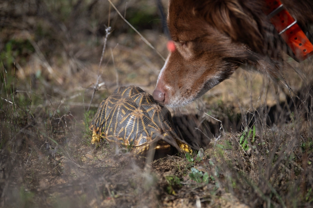Collie dog, Delta, working as part of the Endangered Wildlife Trust’s Dryland Conservation Project, sniffs at a critically endangered Geometric tortoise, that he helped locate on a private reserve in the Boland district of the Western Cape, South Africa, on June 30, 2025. — AFP pic 