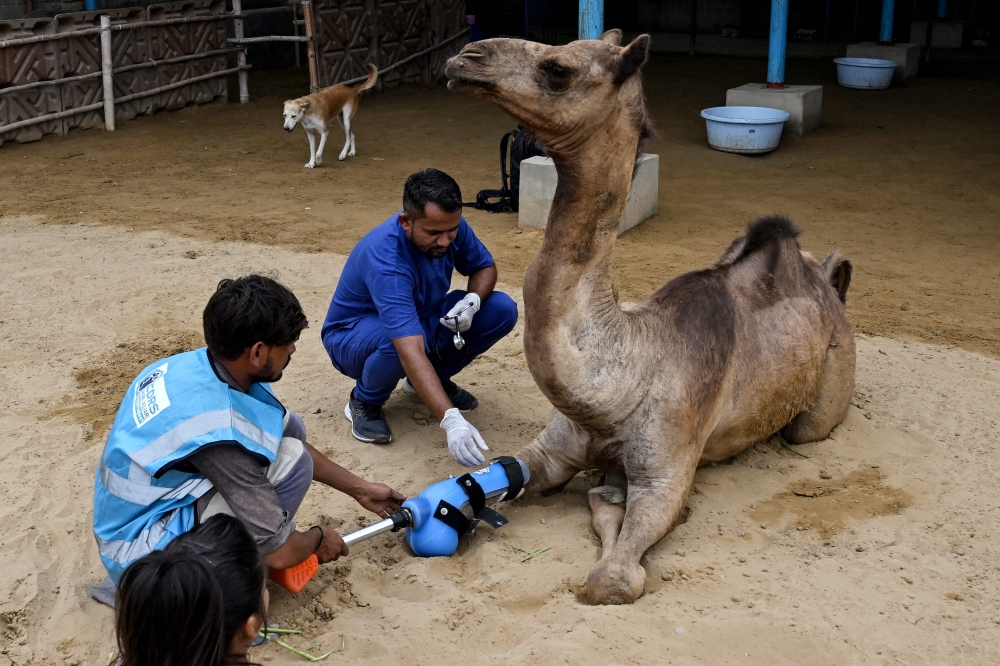 This photograph taken on July 19, 2025 shows Babar Hussain (centre), a veterinarian, with Cammie. — AFP pic
