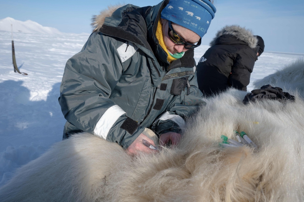 French spatial scientist Marie-Anne Blanchet takes an adipose tissue biopsies and blood samples from a sedated polar bear, in eastern Spitzbergen, in the Svalbard archipelago April 11, 2025. — AFP pic