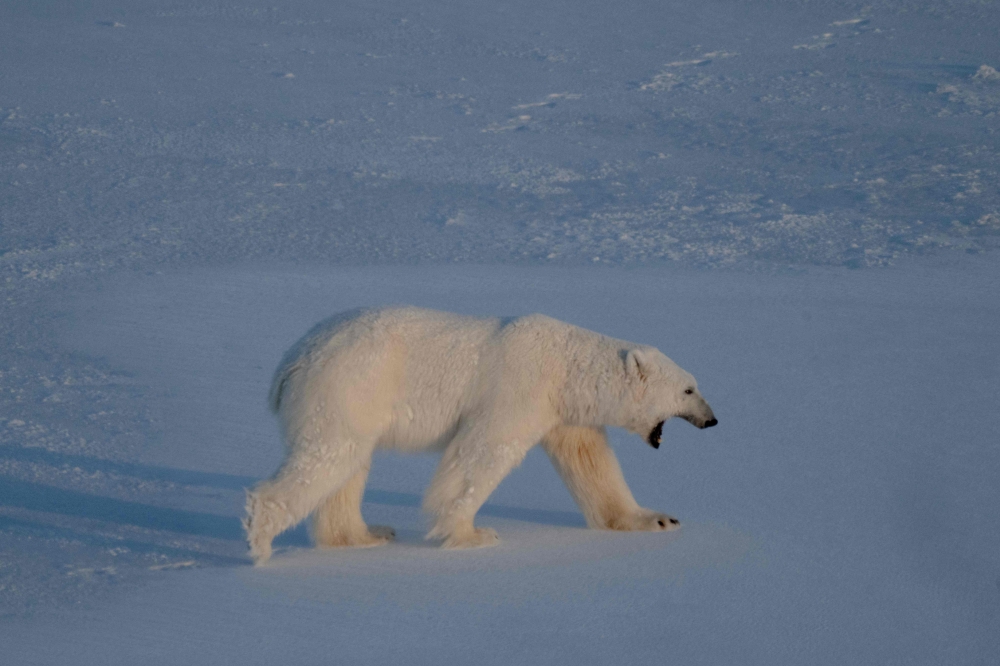 A male polar bear bear walks on the sea ice near glaciers in eastern Spitzbergen, in the Svalbard archipelago April 9, 2025. — AFP pic