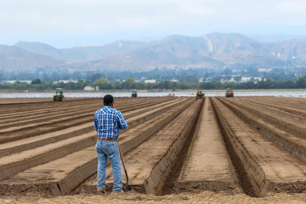 A man stands near tractors and farmworkers on a strawberry field in Oxnard, California, July 14, 2025. — AFP pic