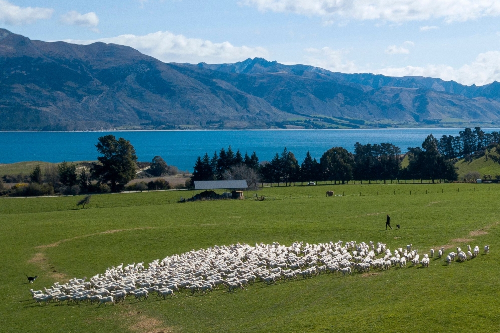 Sheep being moved in a paddock at the 6,500-hectare Lake Hawea Station, located on the eastern shores of Lake Hawea, near the town of Wanaka on the South Island of New Zealand, September 21, 2023. — AFP pic