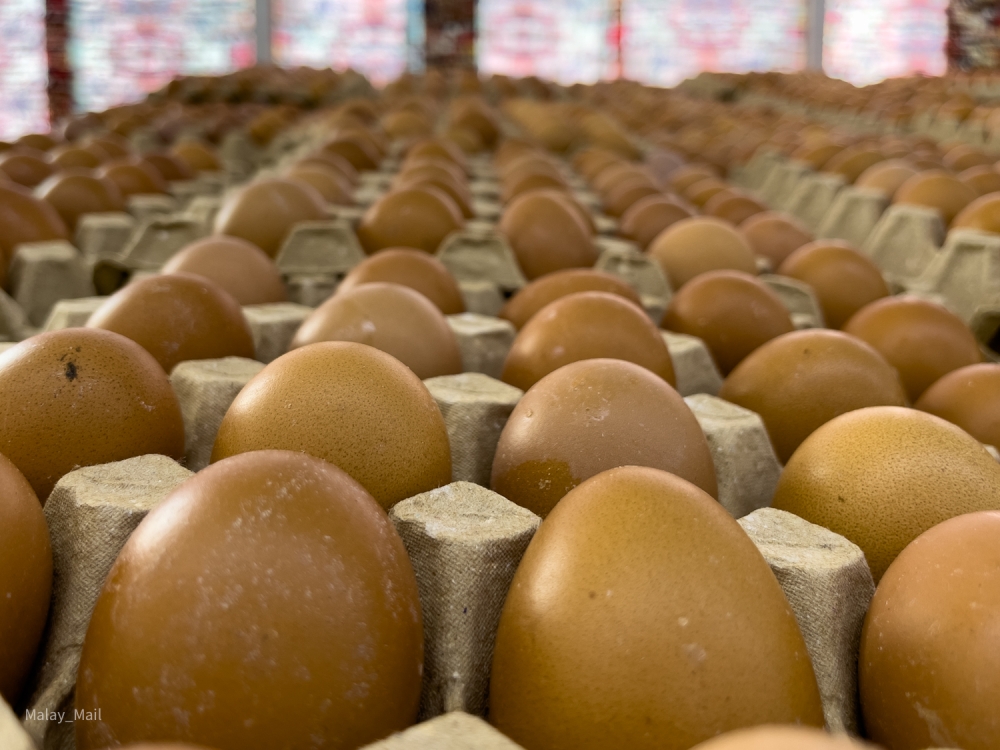 The government today announced the restructuring of chicken egg subsidies, to take effect tomorrow (August 1), as part of a phased and targeted subsidy approach aimed at greater sustainability and higher impact. — Picture By Devan Manuel