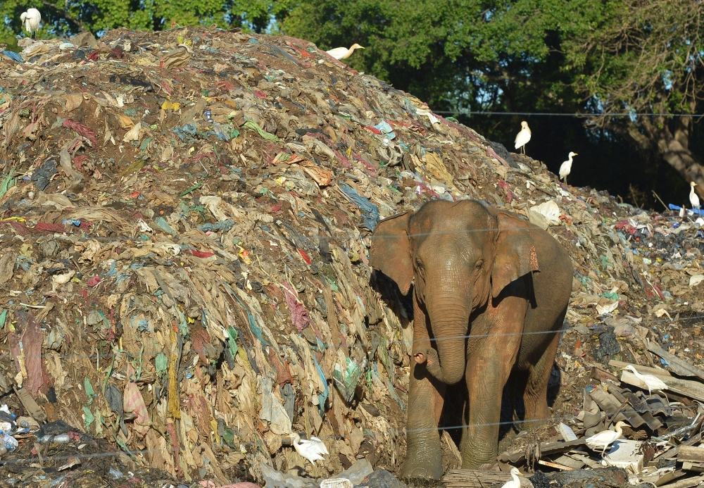 A wild elephant rummages near an electric fence through garbage dumped at an open ground in the village of Digampathana in north-central Sri Lanka. — AFP pic
