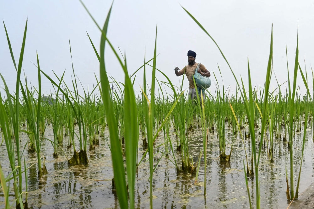 A farmer sprinkles fertiliser in a paddy field on the outskirts of Amritsar on July 5, 2025. — AFP pic