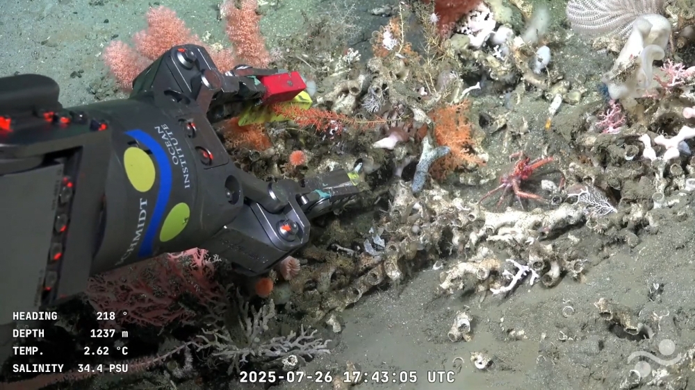 Screen grab taken from a handout video released by the Schmidt Ocean Institute and recorded by the ROV SuBastian grabbing underwater flora at 1237 metres of depth at the Mar del Plata Canyon. — AFP pic/Schmidt Ocean Institute/ROV SuBastian