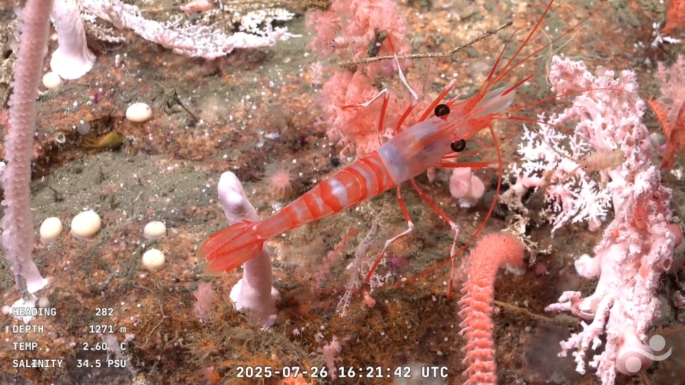 A shrimp (Caridea) at 1271 metres of depth at the Mar del Plata Canyon. — AFP pic/Schmidt Ocean Institute/ROV SuBastian