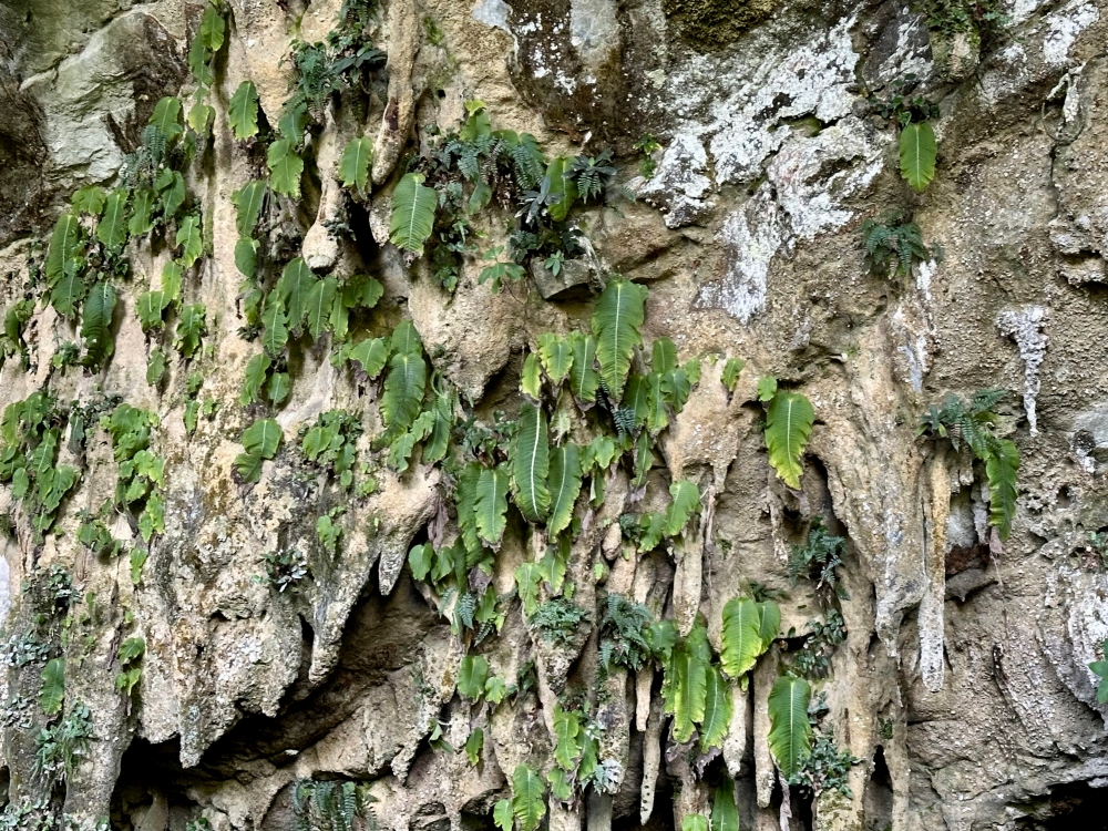 The limestone formations in Mulu National Park are home to a variety of endemic species, including Monophyllaea pendula, a unique plant with only a single leaf. — Bernama pic