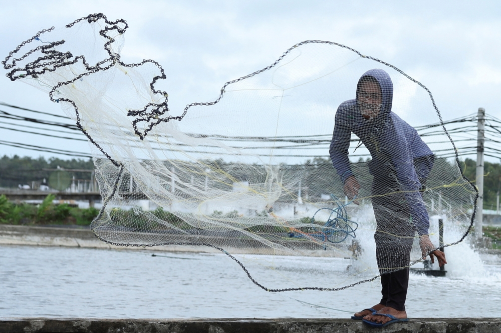 A worker casts a net into a pond used to raise shrimps at Ujung Kulon Sukses Makmur Abadi, a shrimp farms company in Pandeglang, Banten province, Indonesia, July 29, 2025. — Reuters pic