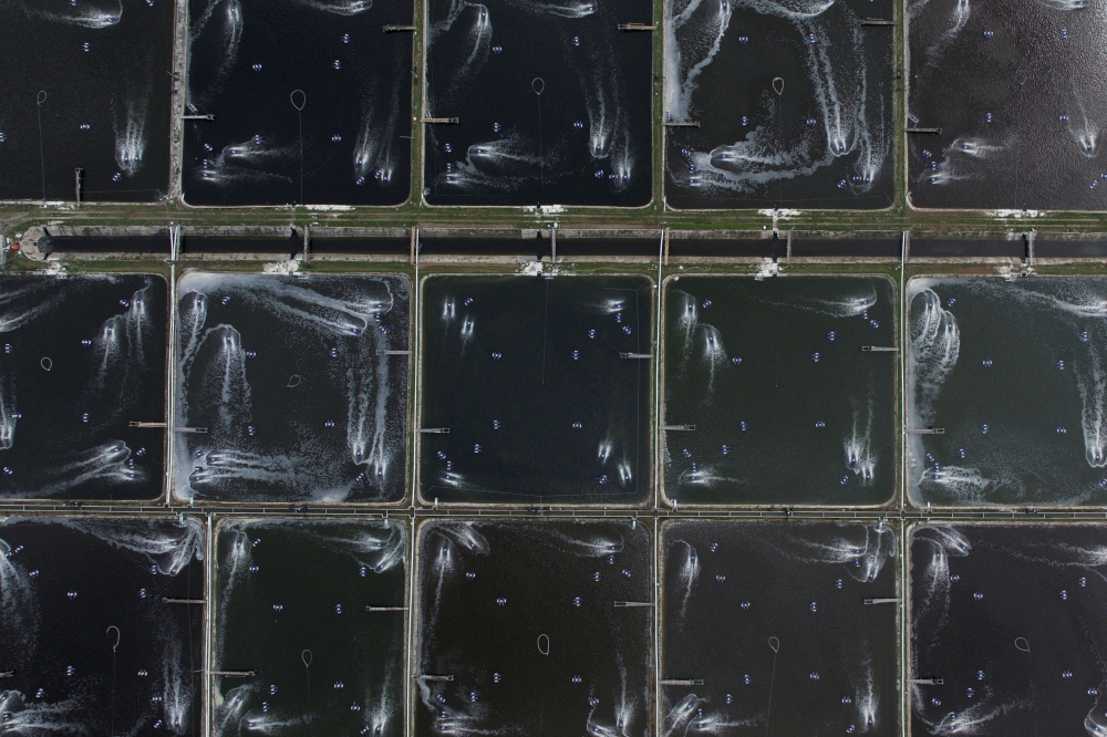 A drone view shows ponds at Ujung Kulon Sukses Makmur Abadi, a shrimp farms company in Pandeglang, Banten province, Indonesia July 29, 2025. — Reuters pic