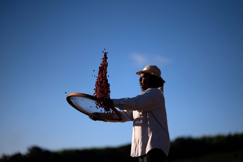 Brazilian Neide Peixoto selects coffee beans at his farm as the 50 per cent US tariffs on Brazil kick in on August 6, 2025. — AFP pic